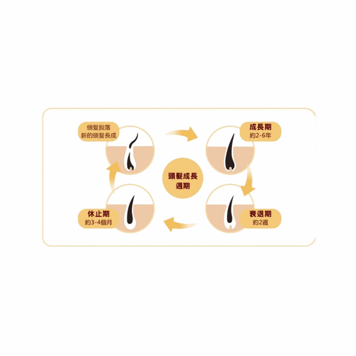 本草萃取全效洗髮乳